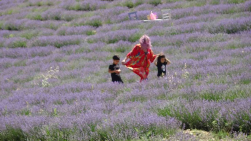 Mor tarlaların hanımağaları