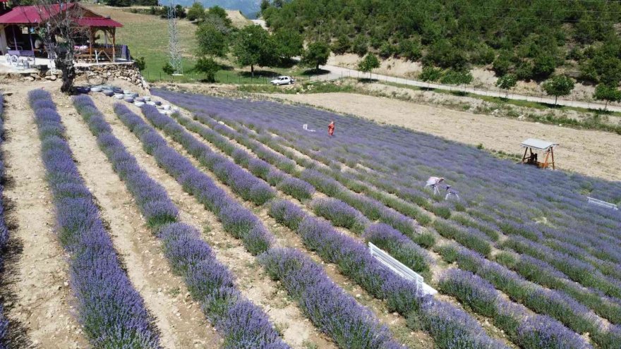 Mor tarlaların hanımağaları