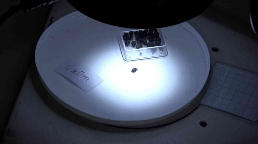 Adana’da 3 bin yıl öncesine ait tohumlar bulundu