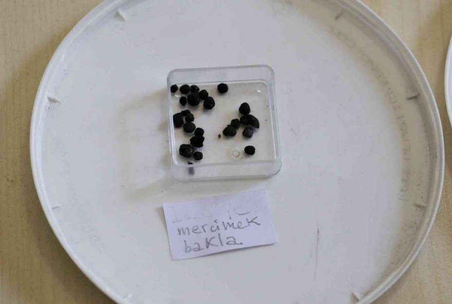 Adana’da 3 bin yıl öncesine ait tohumlar bulundu