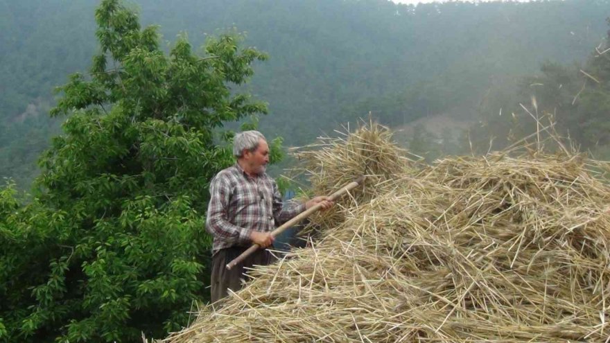 Orakla biçiyor, patozla harman çekiyorlar