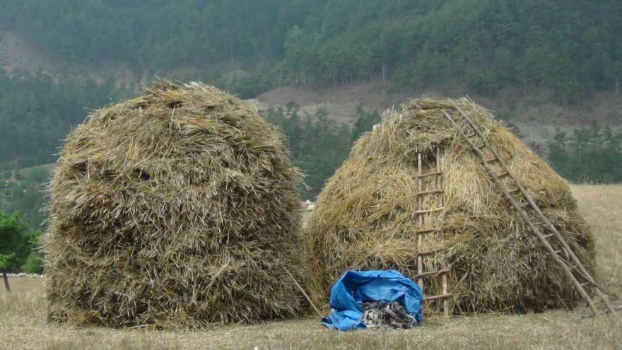 Orakla biçiyor, patozla harman çekiyorlar