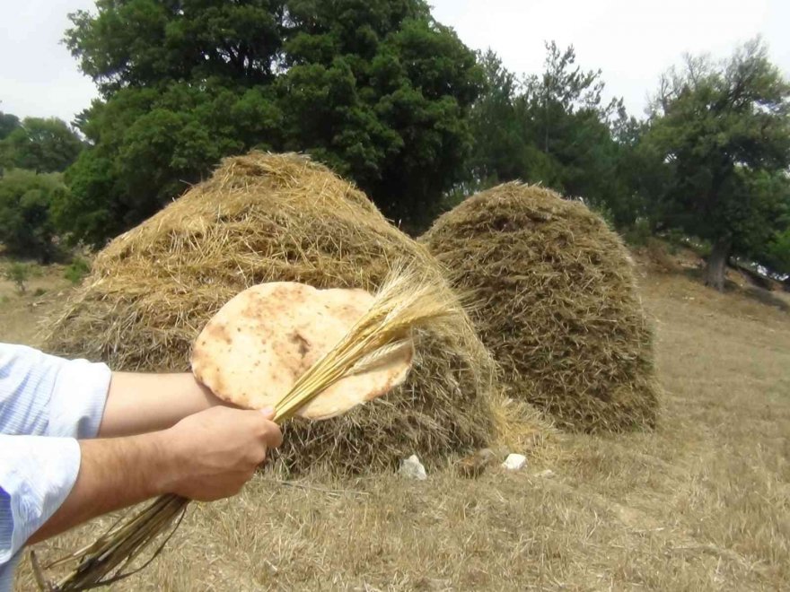 Orakla biçiyor, patozla harman çekiyorlar