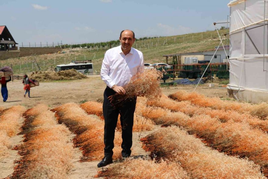 Kuru çiçekte ithalatı ihracata çevirdi