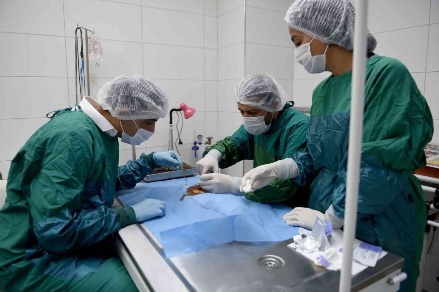 Seyhan'da sokak hayvanları kitap karşılığında kısırlaştırılıyor