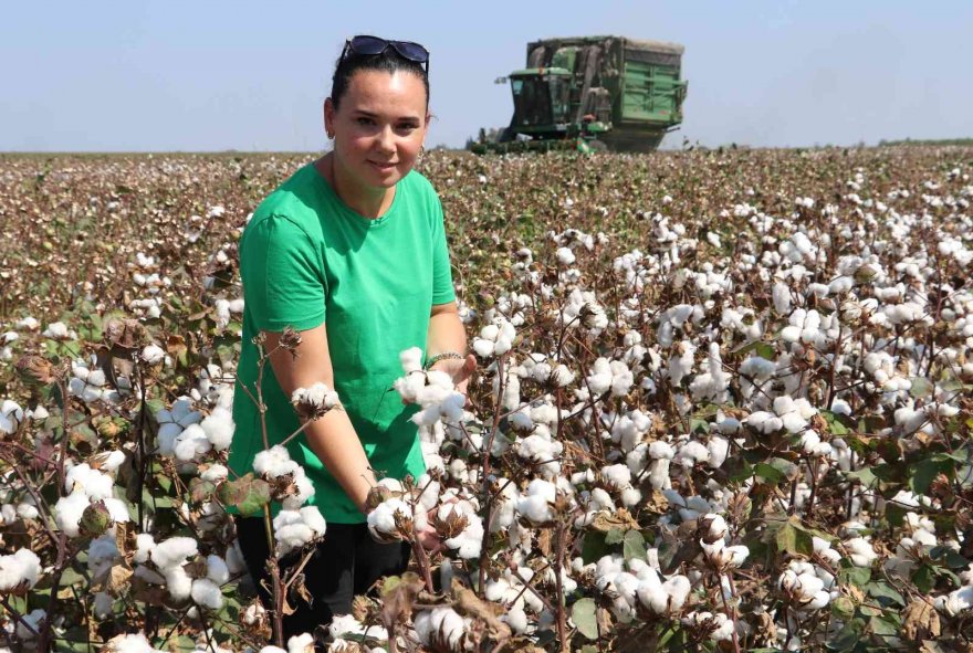 Çukurova’da pamuk hasadı başladı