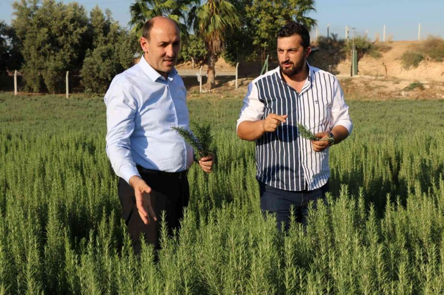 Adana'da tıbbi bitki üretimi artıyor