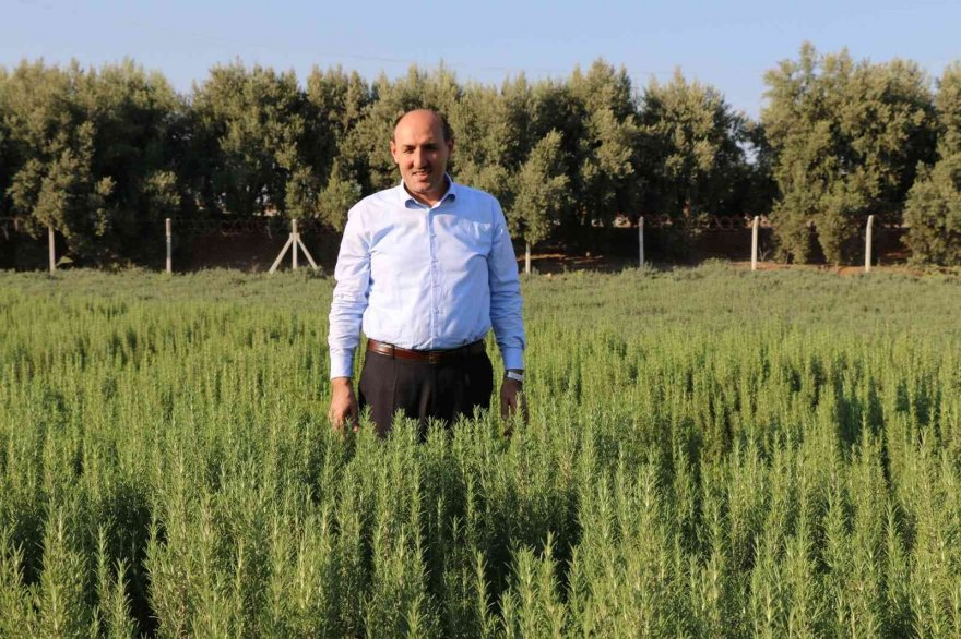 Adana'da tıbbi bitki üretimi artıyor