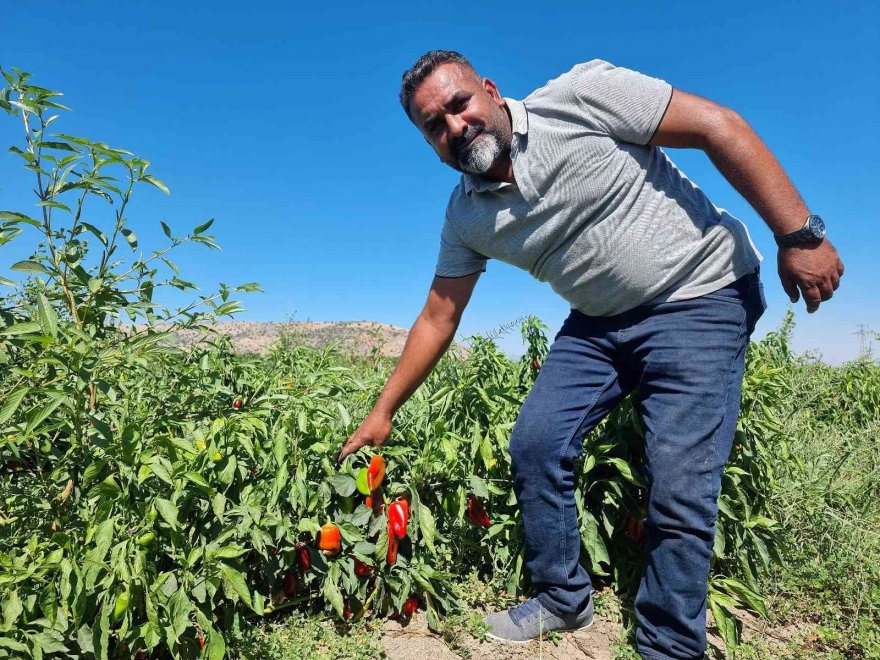 Adana’da kapya biber hasadı yapıldı
