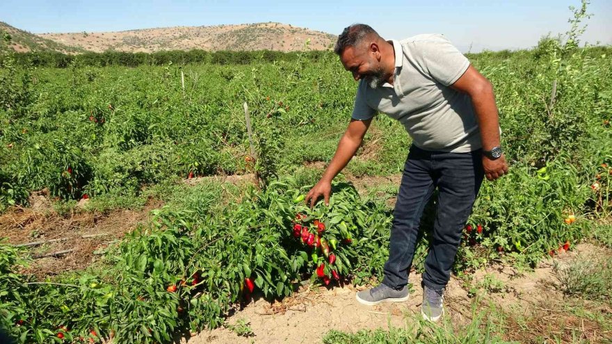 Adana’da kapya biber hasadı yapıldı