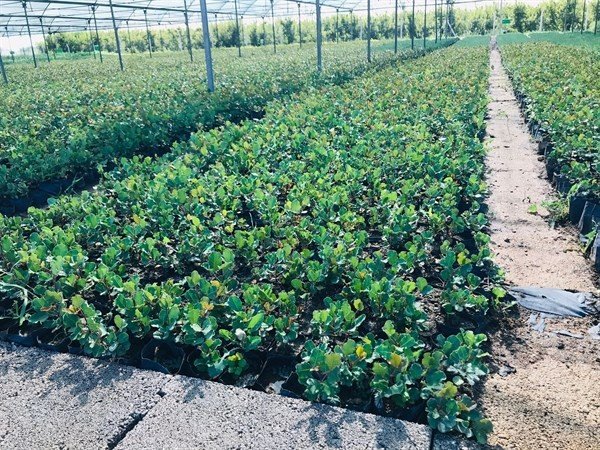 3-4 yılda meyve veriyor... Aşılı harnup fidanı çalışmalarında olumlu sonuç alındı