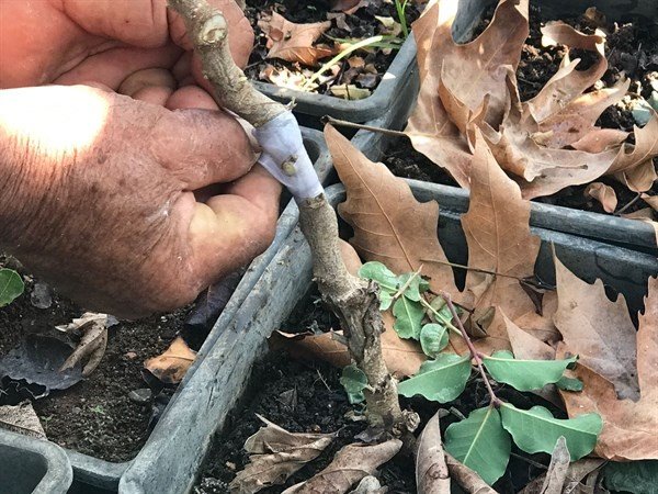 3-4 yılda meyve veriyor... Aşılı harnup fidanı çalışmalarında olumlu sonuç alındı