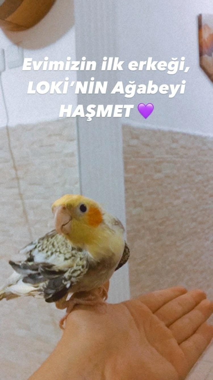 İlayda hemşirenin papağanını, telefon, tablet ve çantasını çaldılar