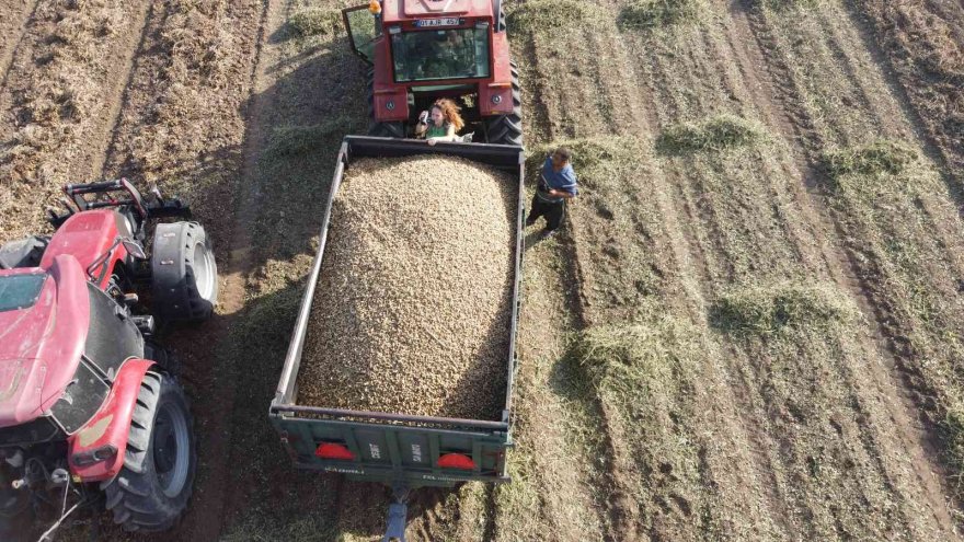 Yer fıstığı üreticinin yüzünü güldürdü