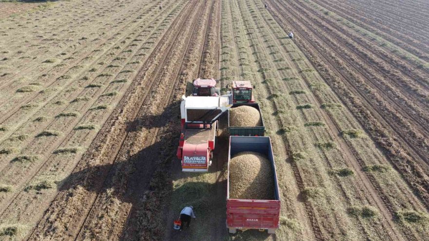 Yer fıstığı üreticinin yüzünü güldürdü