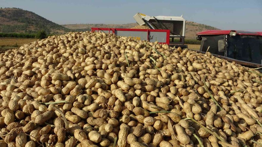 Yer fıstığı üreticinin yüzünü güldürdü