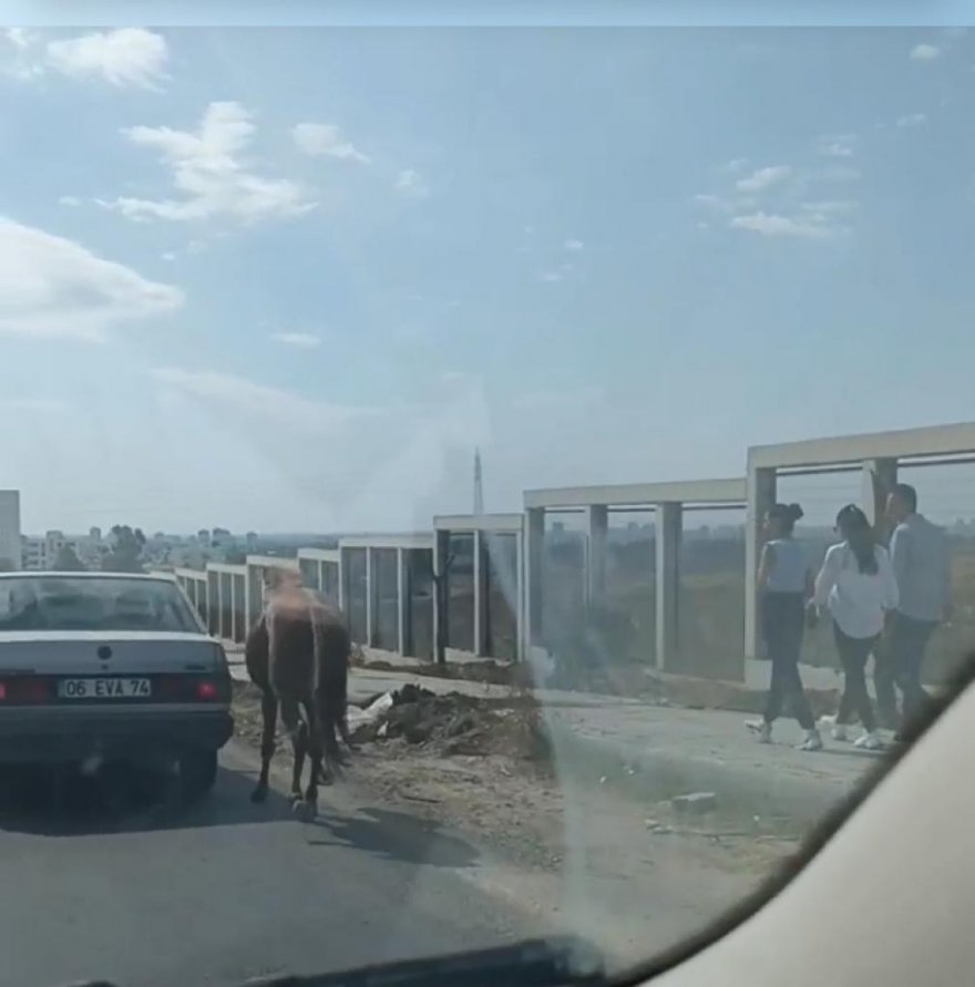 Atı otomobile bağlayıp hızla yoluna devam etti