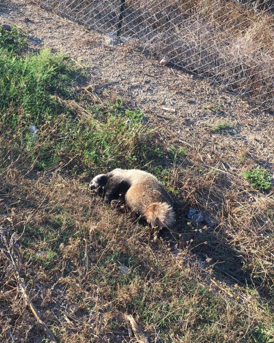 Belediye otobüsü porsuğa çarpmamak için otomobil ile çarpıştı: 3 yaralı