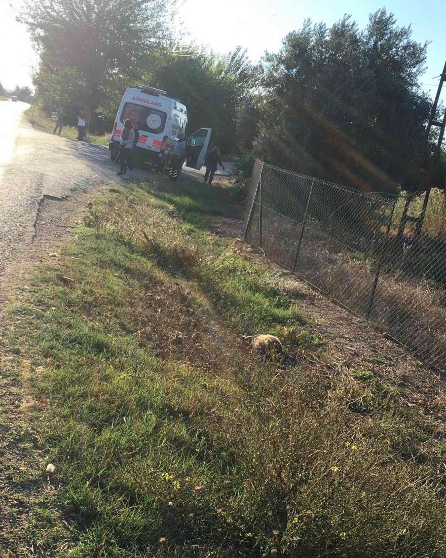 Belediye otobüsü porsuğa çarpmamak için otomobil ile çarpıştı: 3 yaralı