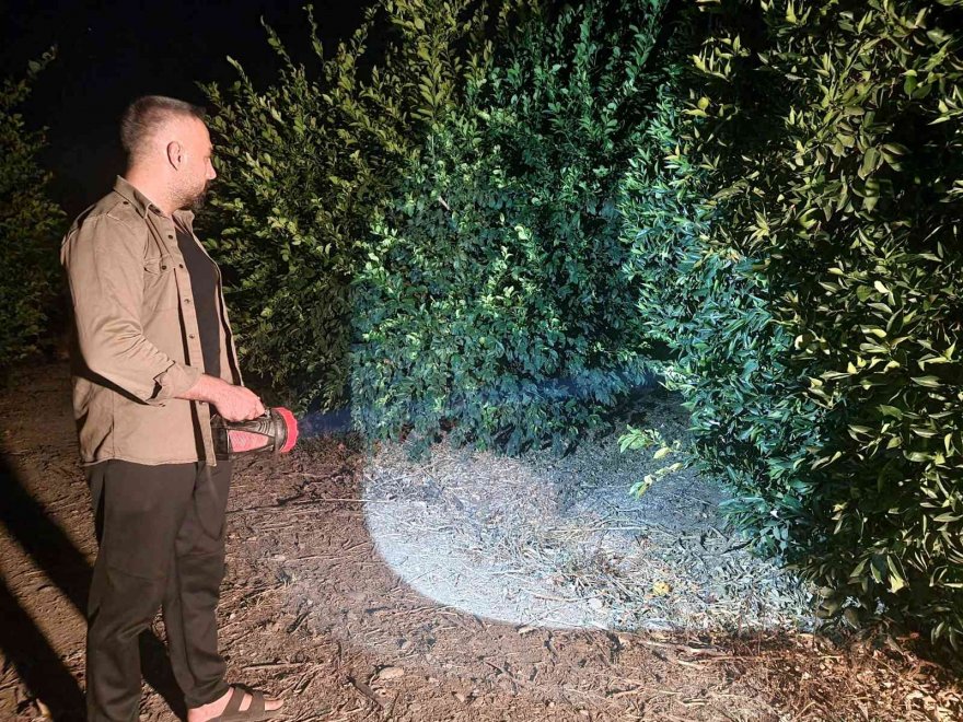 Limon bahçesinde gece gündüz hırsızlık nöbeti