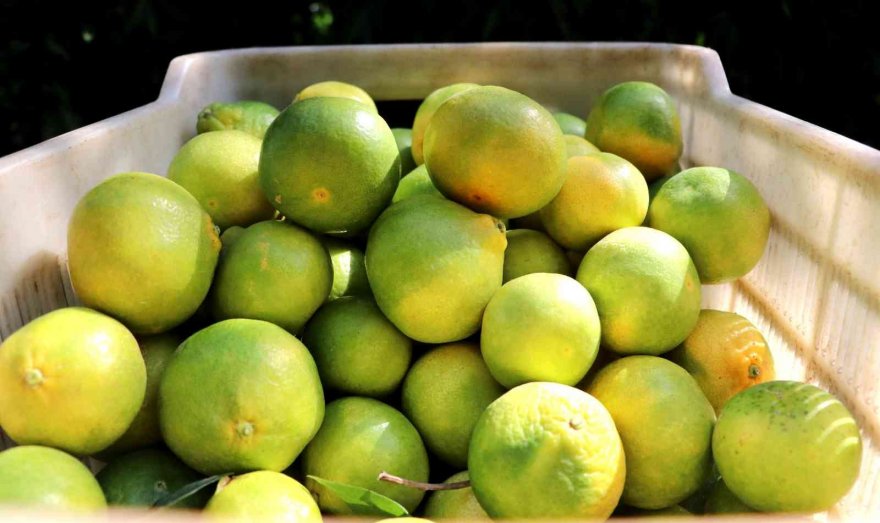 Mandalina çiftçinin yüzünü güldürüyor