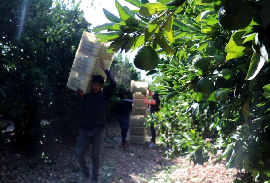 Mandalina çiftçinin yüzünü güldürüyor