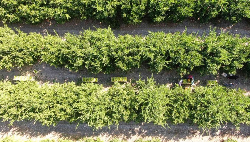 Mandalina çiftçinin yüzünü güldürüyor