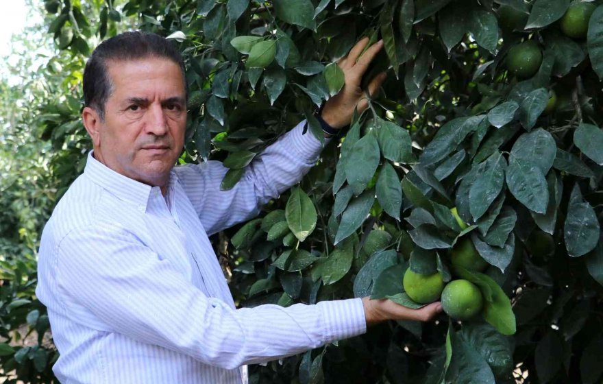 Mandalina çiftçinin yüzünü güldürüyor