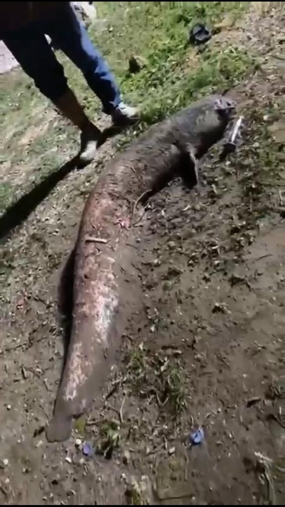 Nehirde sular çekildi, dev yayın balıklarını elleriyle yakaladılar