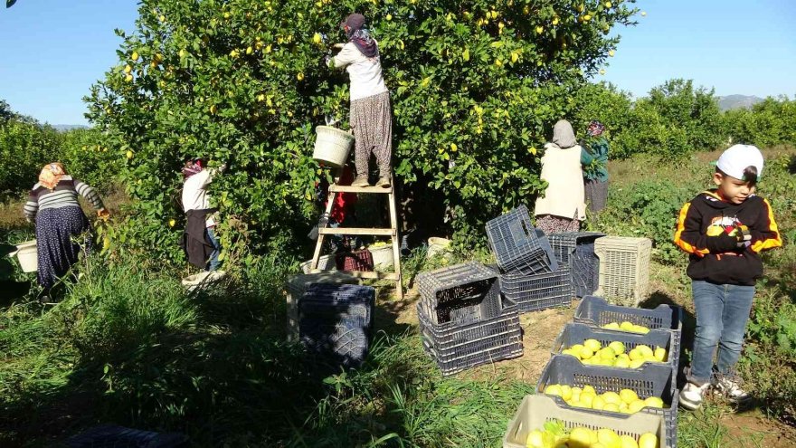 Fiyatı üreticiyi sevindirdi, Çukurova’da türkülü limon hasadı
