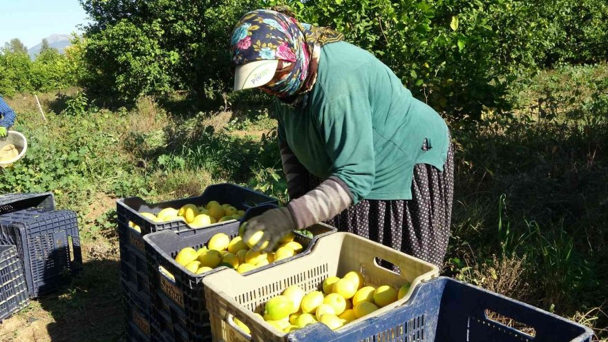 Fiyatı üreticiyi sevindirdi, Çukurova’da türkülü limon hasadı