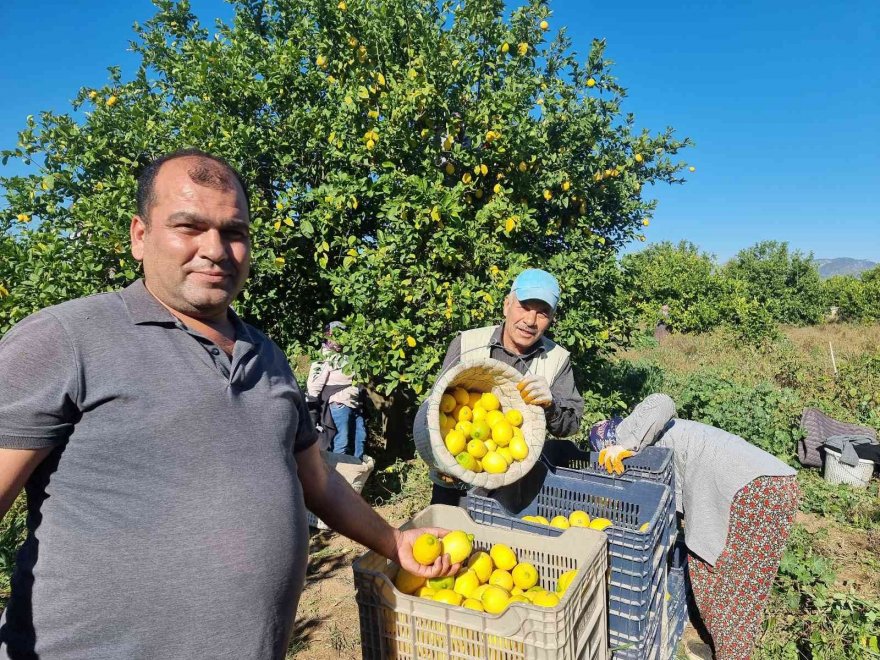 Fiyatı üreticiyi sevindirdi, Çukurova’da türkülü limon hasadı