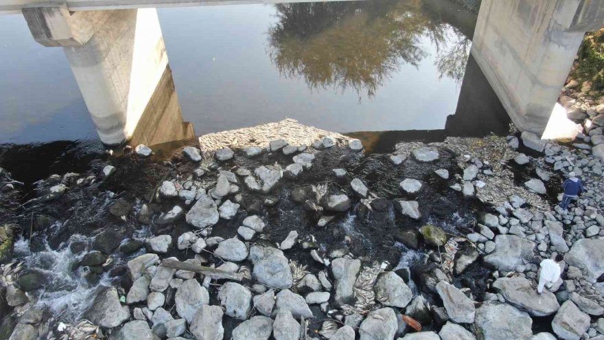 Ceyhan Nehri’nde balık ölümleri: Binlerce balığın ölüm nedeni araştırılıyor