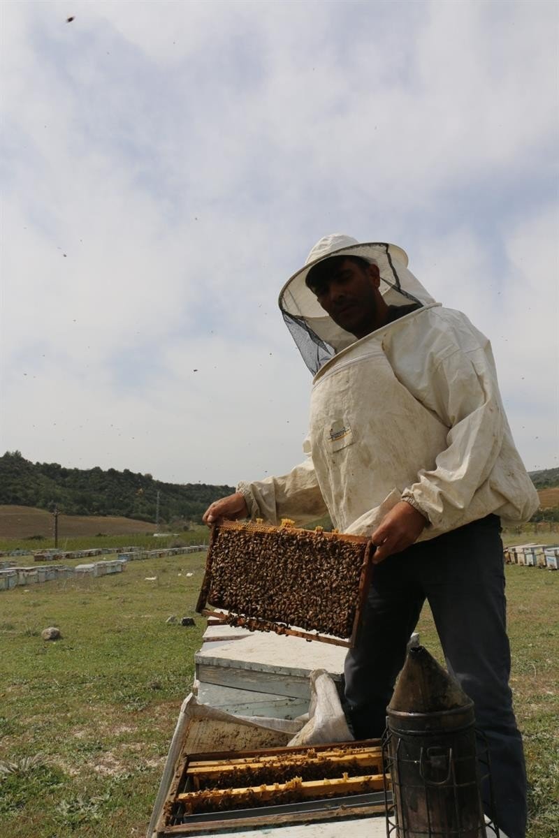 Adana’da bal rekoltesi 12 bin 527’e tona çıktı