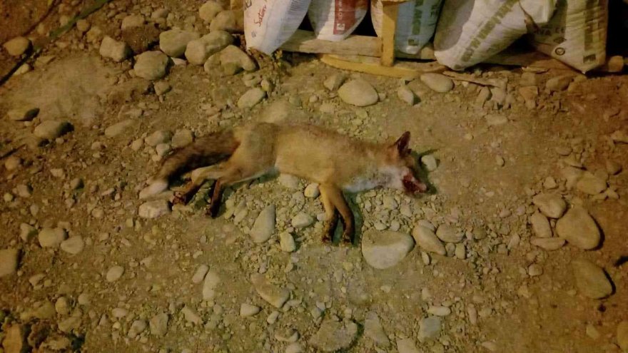 Tilki kazaya neden oldu: 4 yaralı