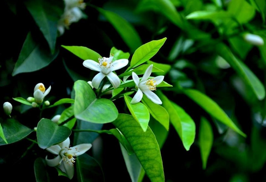Türkiye’nin ilk ve tek karnavalı için hazırlıklar başladı