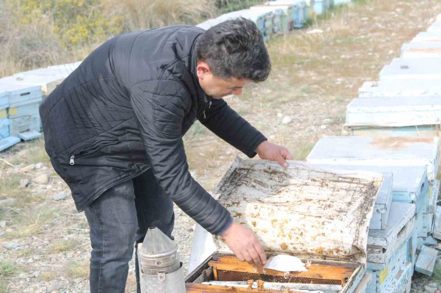Adana’da kuraklık arıyı da vurdu