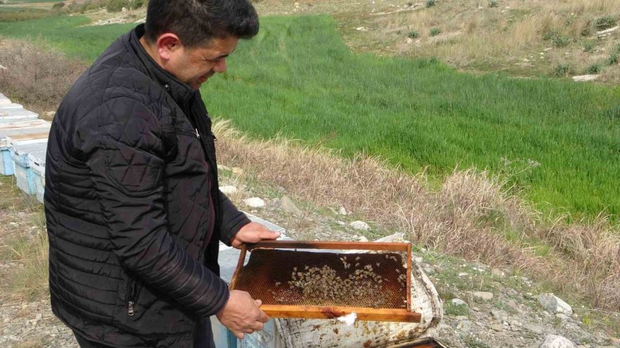 Adana’da kuraklık arıyı da vurdu