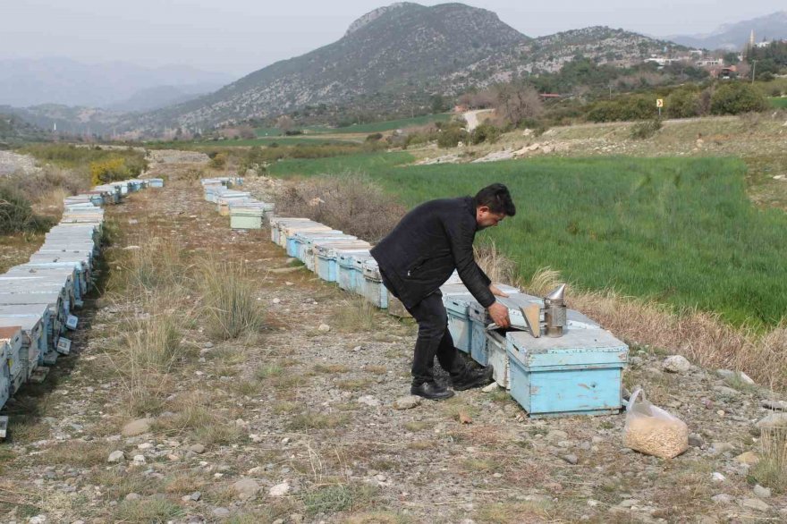 Adana’da kuraklık arıyı da vurdu
