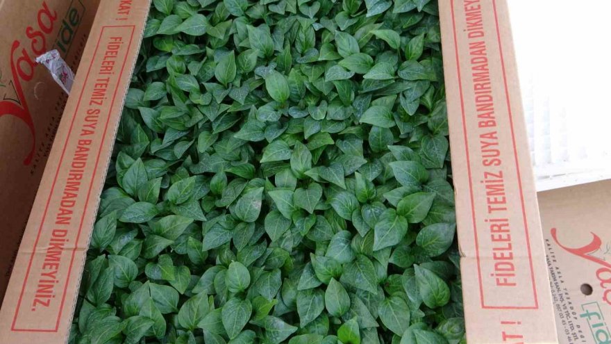 Salçalık biber fideleri toprakla buluştu