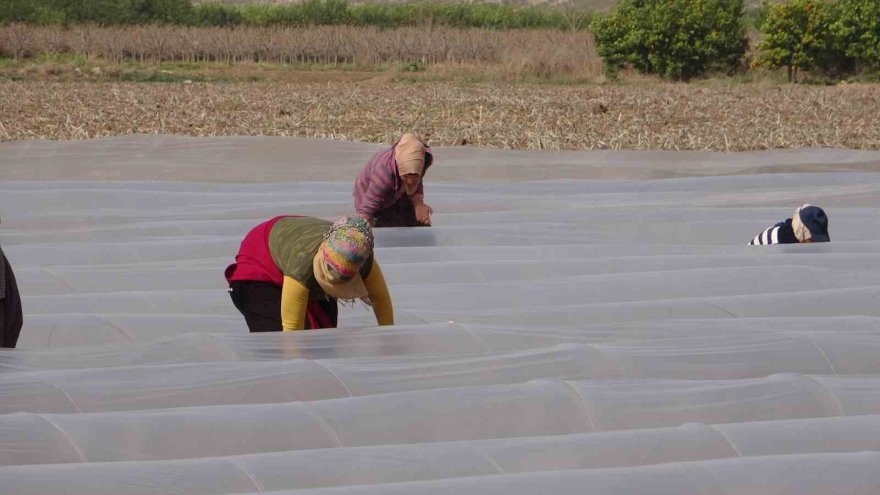 Salçalık biber fideleri toprakla buluştu