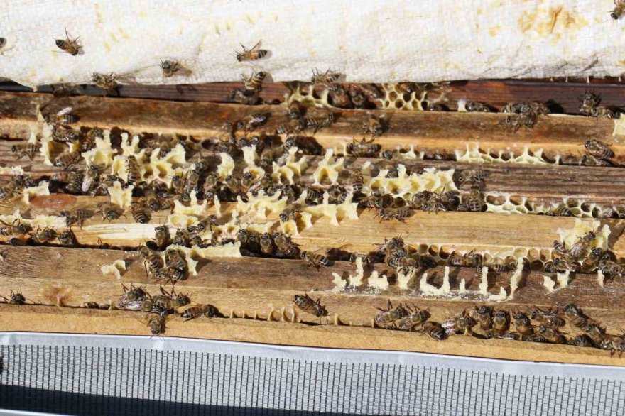 Hırsızlar 700 adet bal peteğini çaldı, arıları telef etti