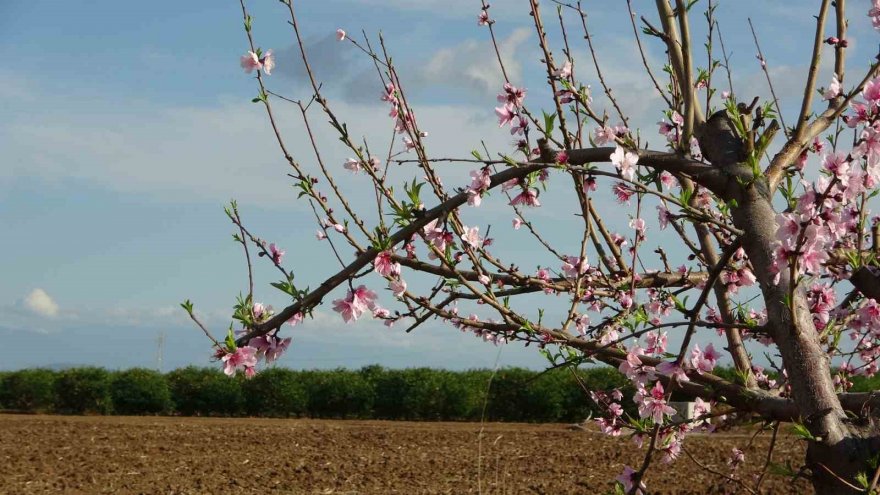 Çukurova’da bahçelerin görsel şöleni