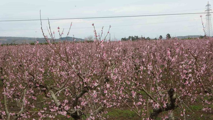 Çukurova’da bahçelerin görsel şöleni