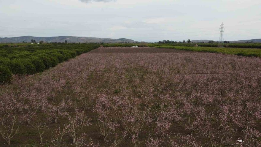Çukurova’da bahçelerin görsel şöleni