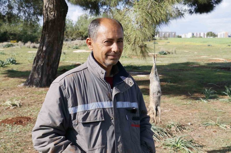 Tilkiyi vurup ağaca astılar