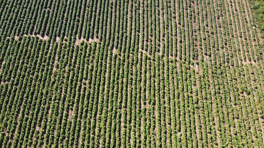 Ramazan’da salatanın vazgeçilmezi marulda hasat: Tarlada 4 TL