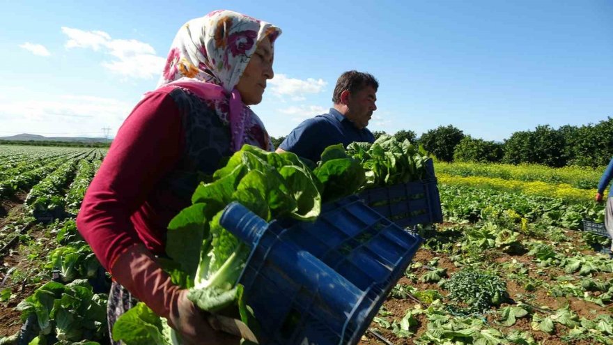 Ramazan’da salatanın vazgeçilmezi marulda hasat: Tarlada 4 TL