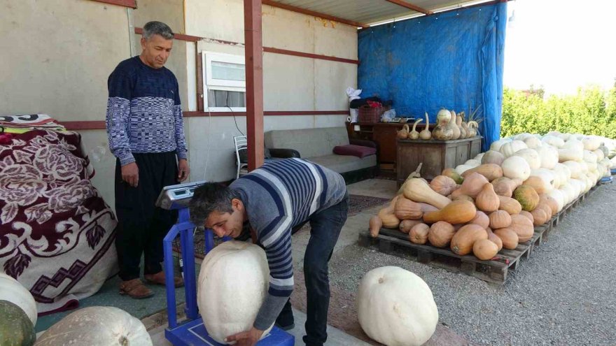 Ramazan’ın gözde tatlısının yapıldığı bal kabağına talep arttı
