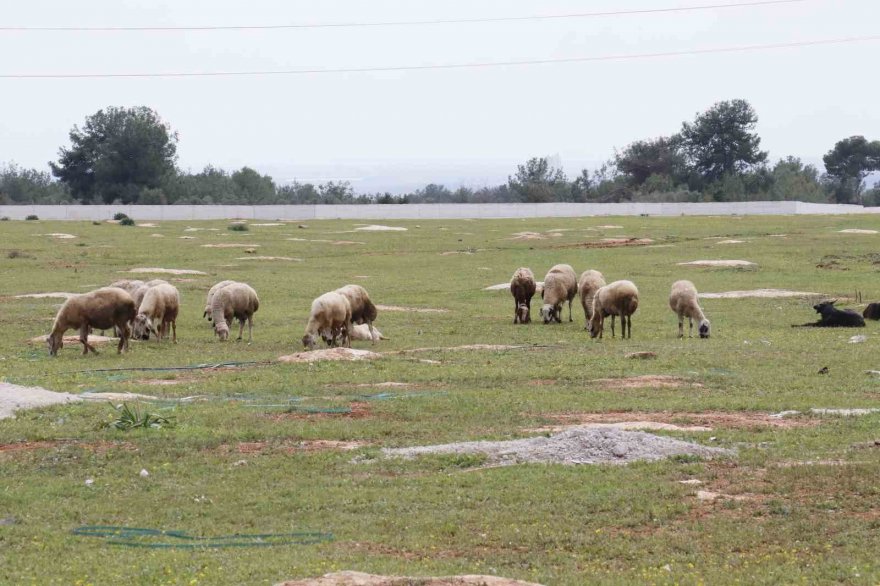 Aç kalan sokak köpekleri bir yılda 30 koyunu telef etti